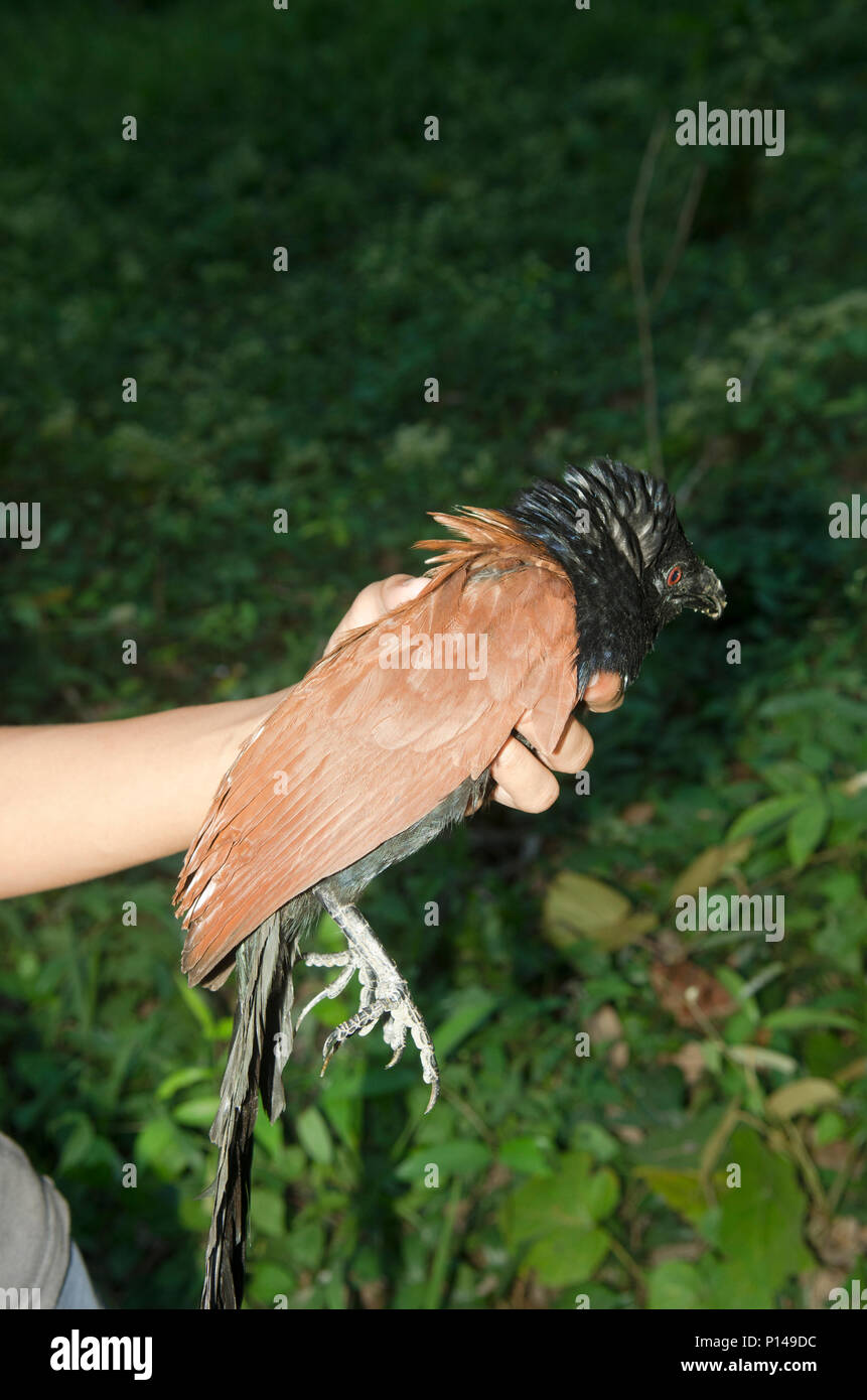 Schwarz und Orange Vogel (Greater Coucal) in der Hand Stockfoto