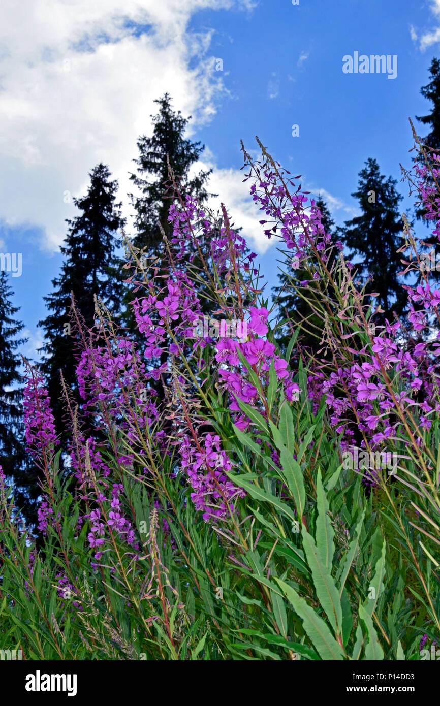 Frosch perspektivische Ansicht, vom Boden aus zu Wolken, die durch violette Wildblumen, Tannen und blauer Himmel Stockfoto