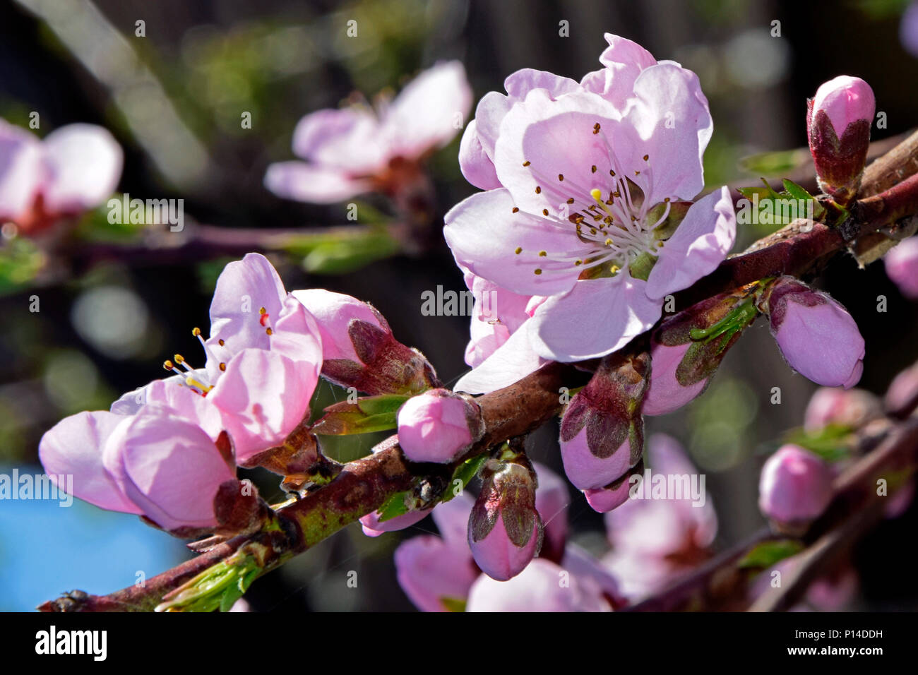 Rosa Glanz der Pfirsich Blüten in verschiedenen Phasen der blühenden Blick auf einem Zweig Stockfoto