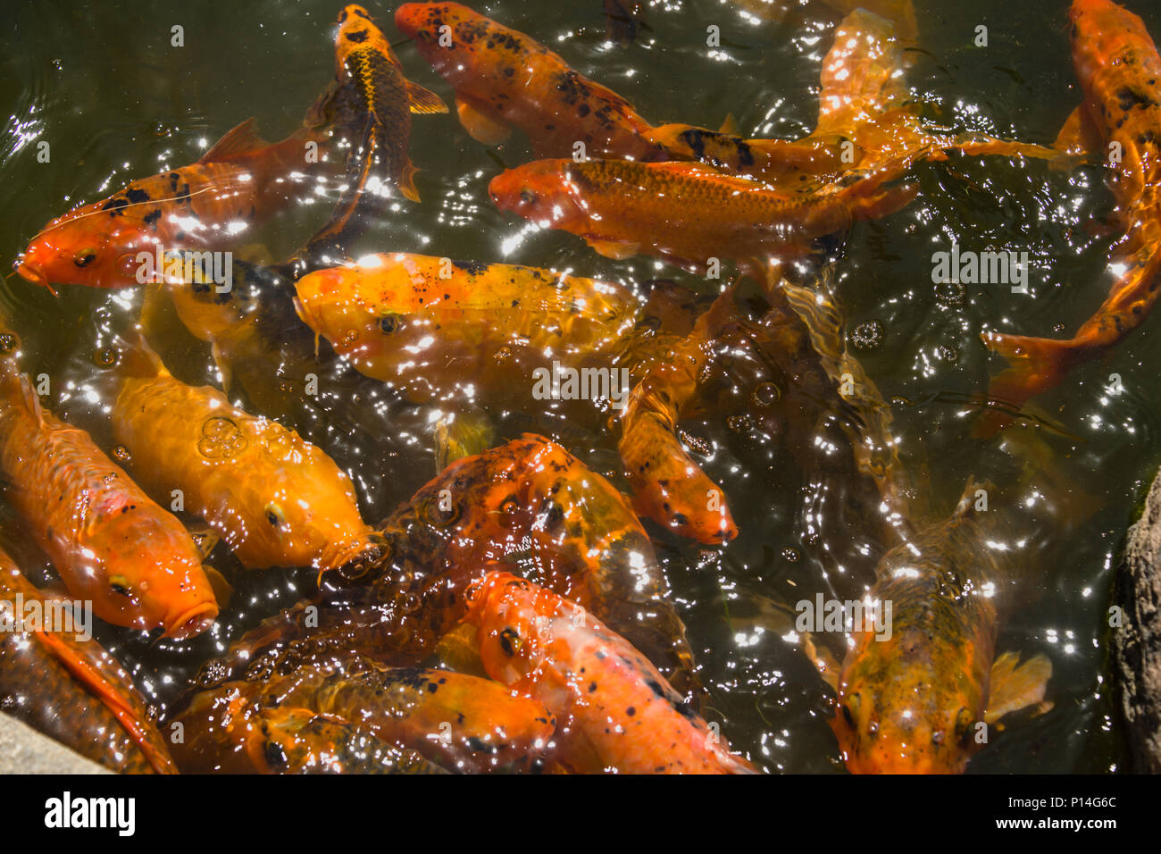 Koi Feeding Frenzy Stockfoto