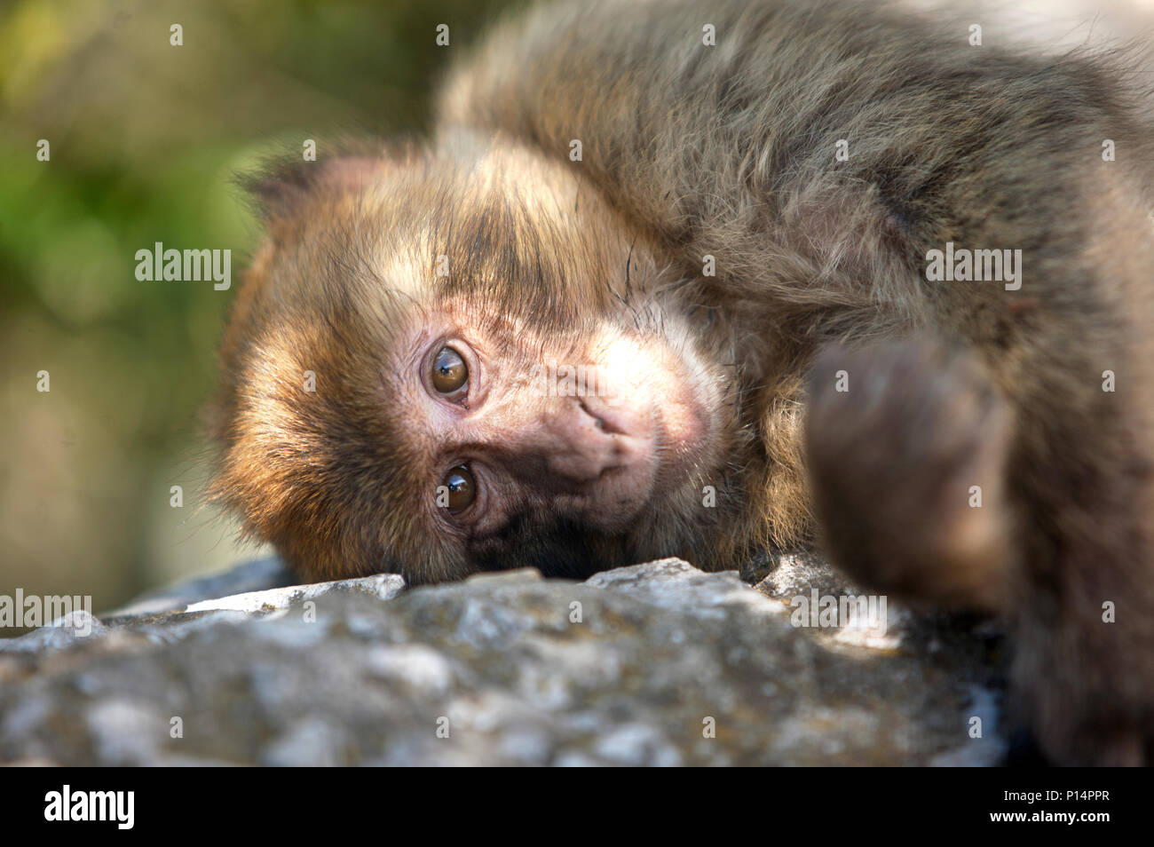 Ein Affe oder Gibraltar Barbary Macaque sitzt auf einem Felsen in Gibraltar, Großbritannien, 12. Mai 2012. Gibraltar ist ein Britisches Überseegebiet in entfernt Stockfoto