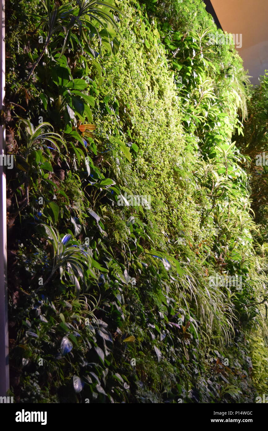 Grünen Anlage an der Wand in einem Gebäude Stockfoto