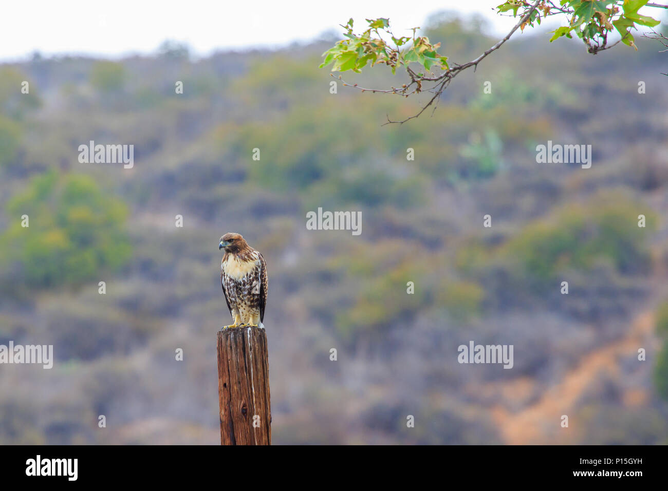 Wilde Kinder Red Tailed Hawk in seinem natürlichen Lebensraum von Orange County, Kalifornien, USA (Buteo Jamaicensis) Stockfoto