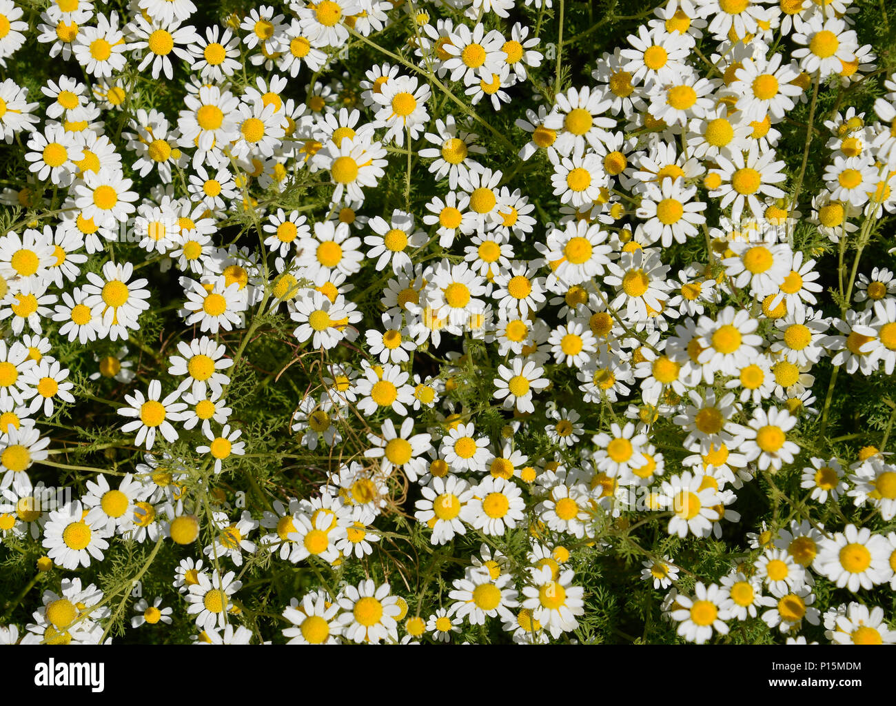 Kamillenblüten. Pharmazeutische Kamille. Heilpflanze Kamille, Blüte. Stockfoto