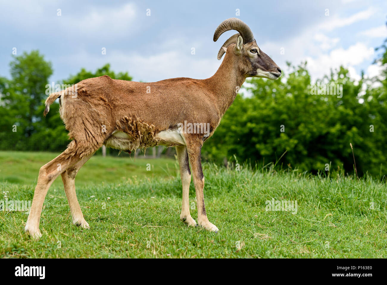 Junge Europäische Mufflons (Ovis ammon Musimon) Stockfoto