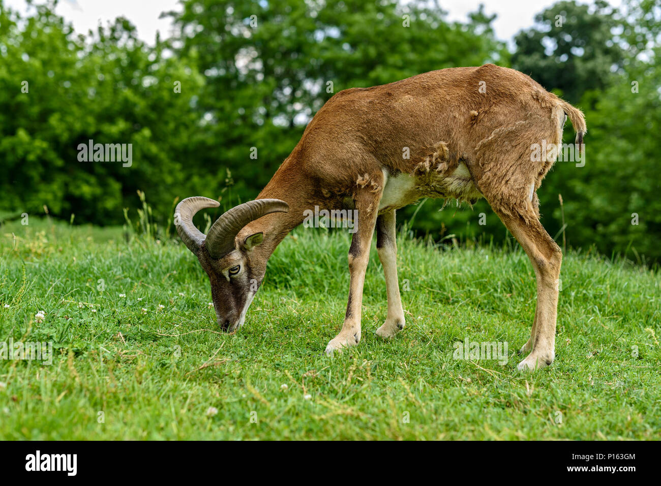 Junge Europäische Mufflons (Ovis ammon Musimon) Stockfoto