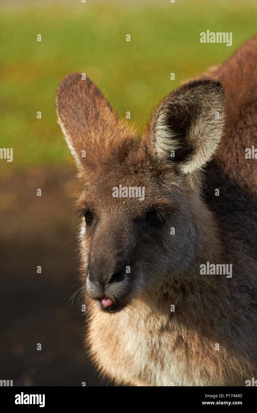 Gray Kangaroo (Macropus giganteus), Australien Stockfoto