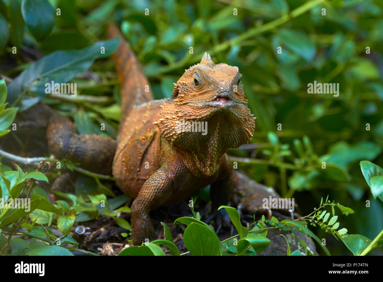 Eastern Water Dragon (Physignathus lesueurii), Australien Stockfoto