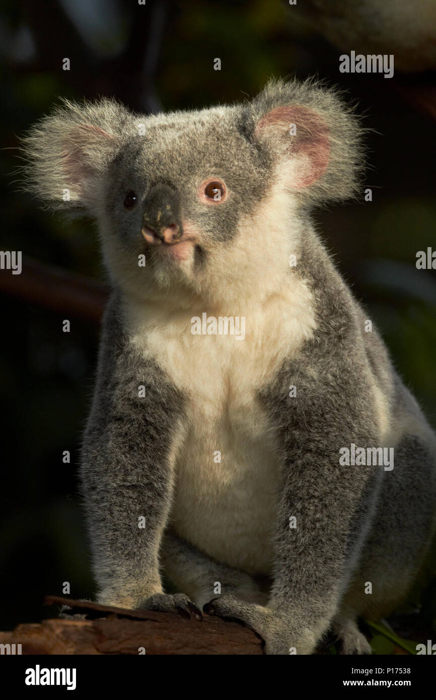 Koala, Australien (Phascolarctos cinereus) Stockfoto