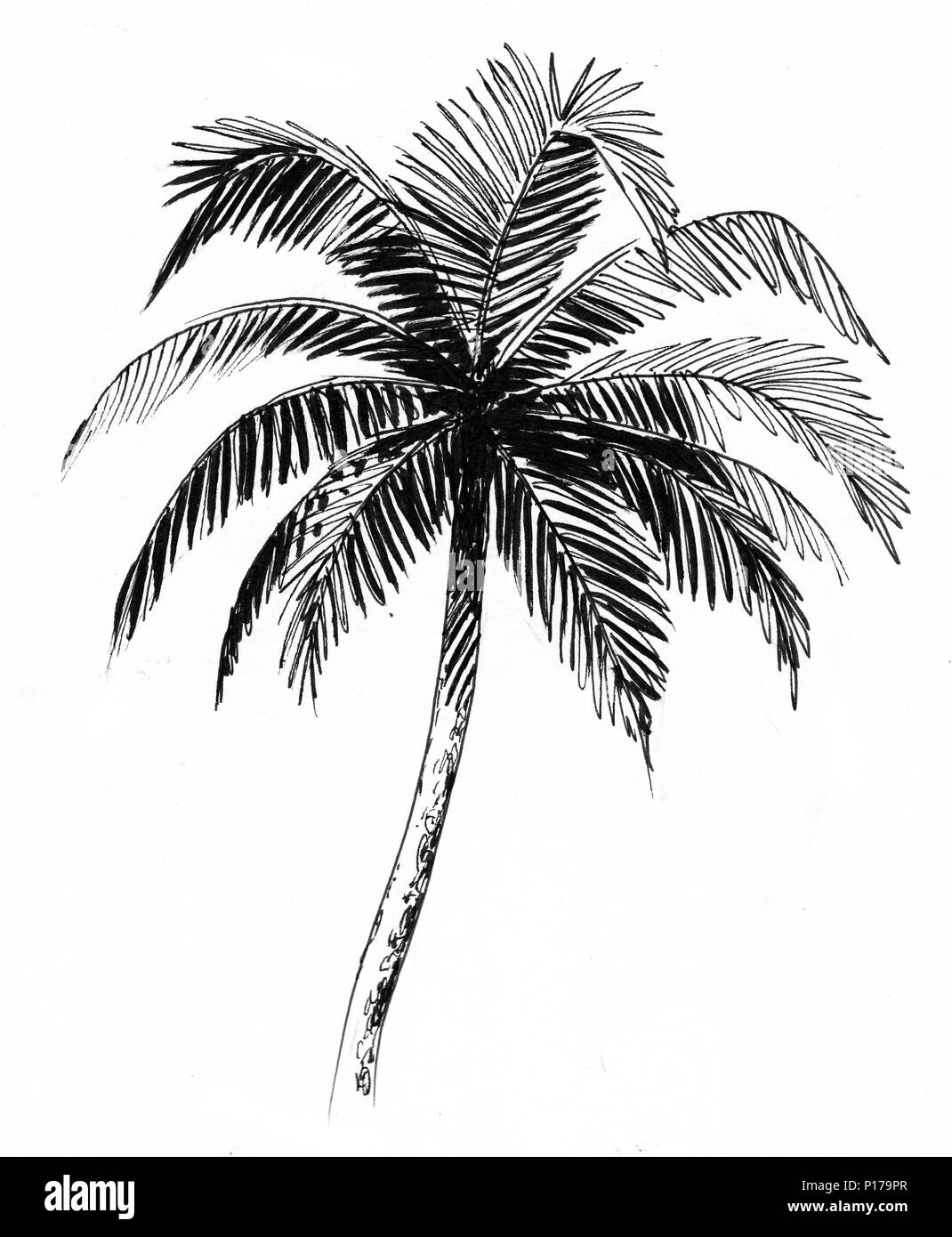 Palm Tree. Tinte schwarz und weiß Skizze Stockfoto