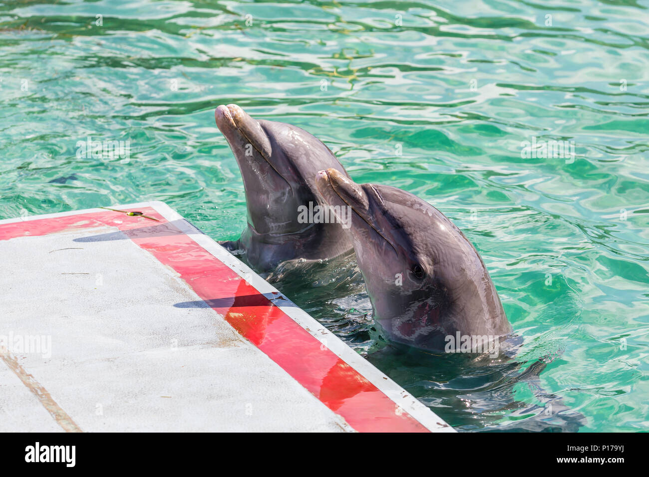 Gefangene große Tümmler, Tursiops truncatus, auch bei einer Show auf Cayo Largo, Kuba. Stockfoto