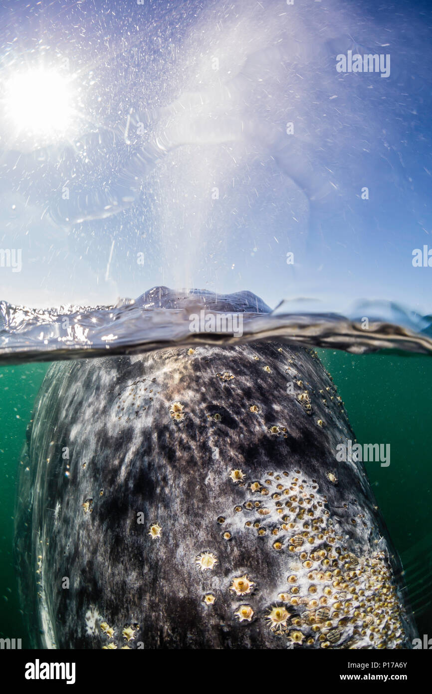 California Grauwale Kalb, Eschrichtius robustus, Unterwasser in der San Ignacio Lagoon, Baja California Sur, Mexiko Stockfoto