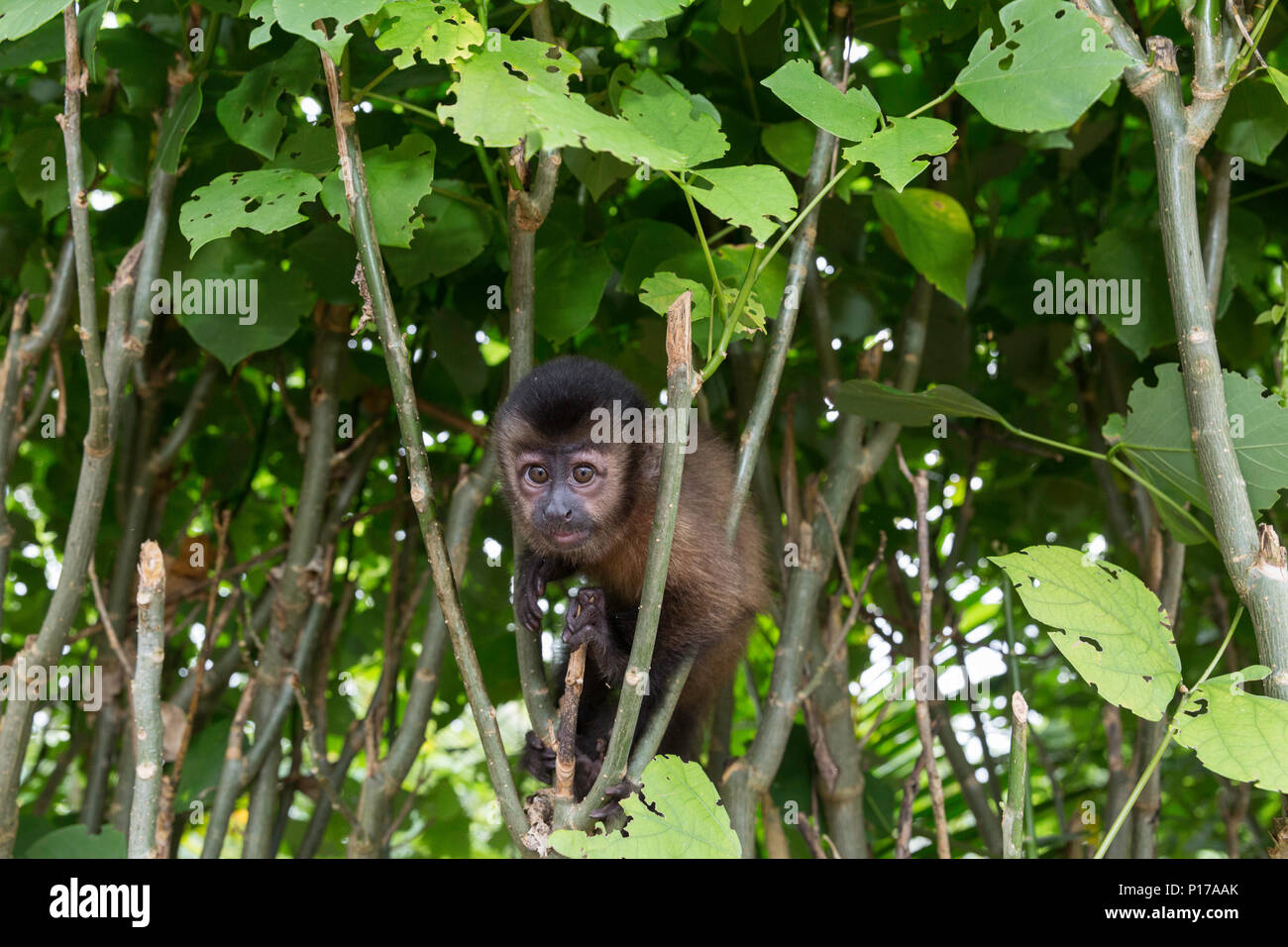 Captive "pet" getuftete Kapuziner, Sapajus apella, San Francisco Dorf, Loreto, Peru Stockfoto