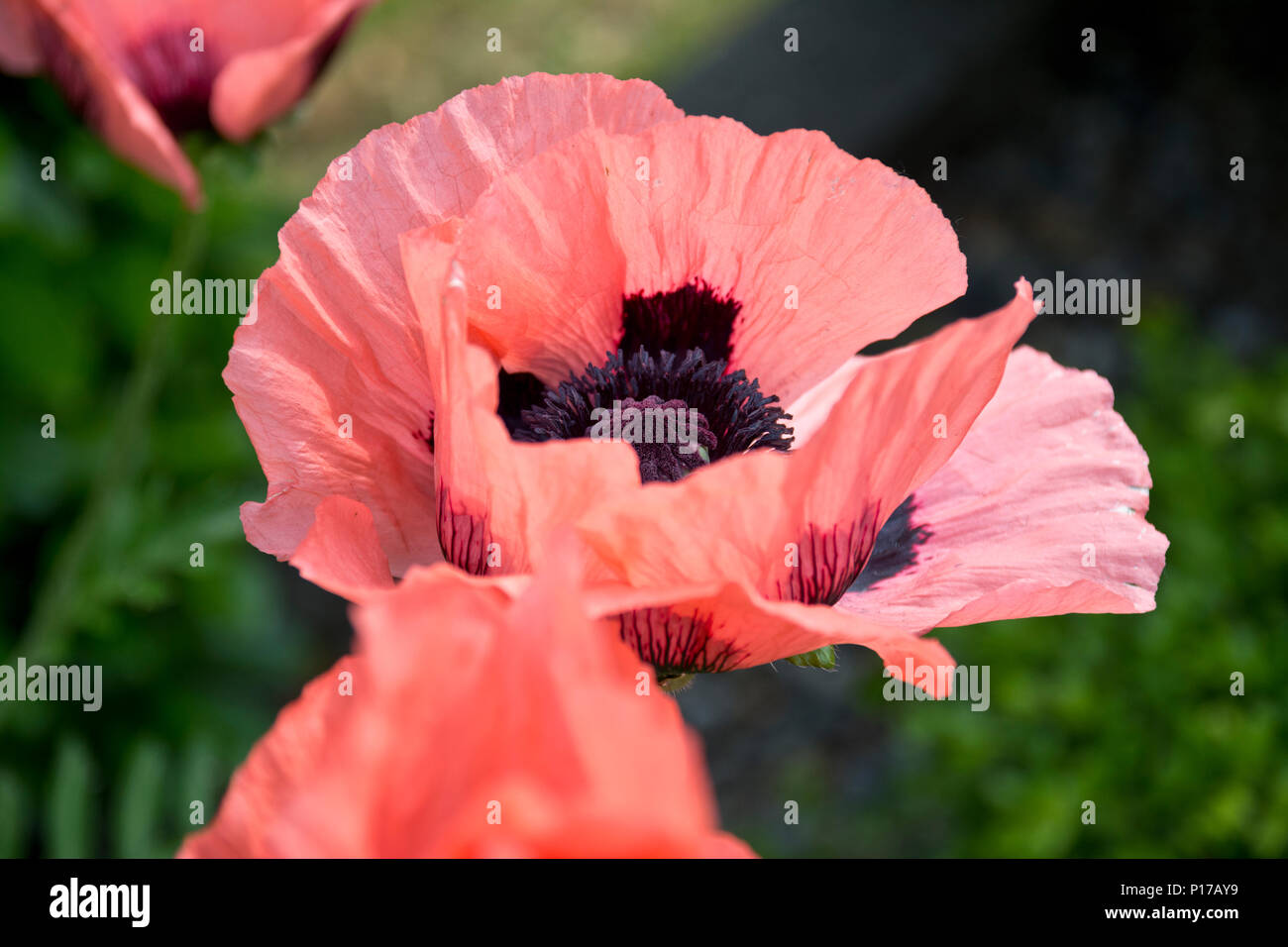 Nahaufnahme einer rosa orientalischer Mohn, Papaver orientale Im Garten. Rosa orientalischer Mohn. Stockfoto