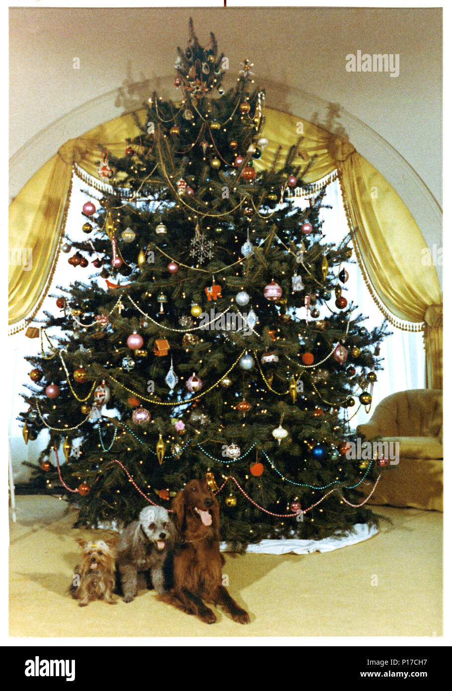 Presidential Haustiere genießen Weihnachtsbaum Stockfoto