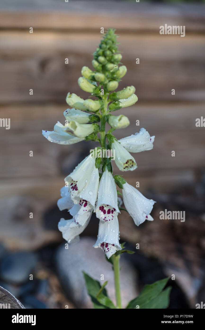 "Almatian Weiß', gemeinsame Fingerhut (Digitalis purpurea) Fingerborgsblomma Stockfoto