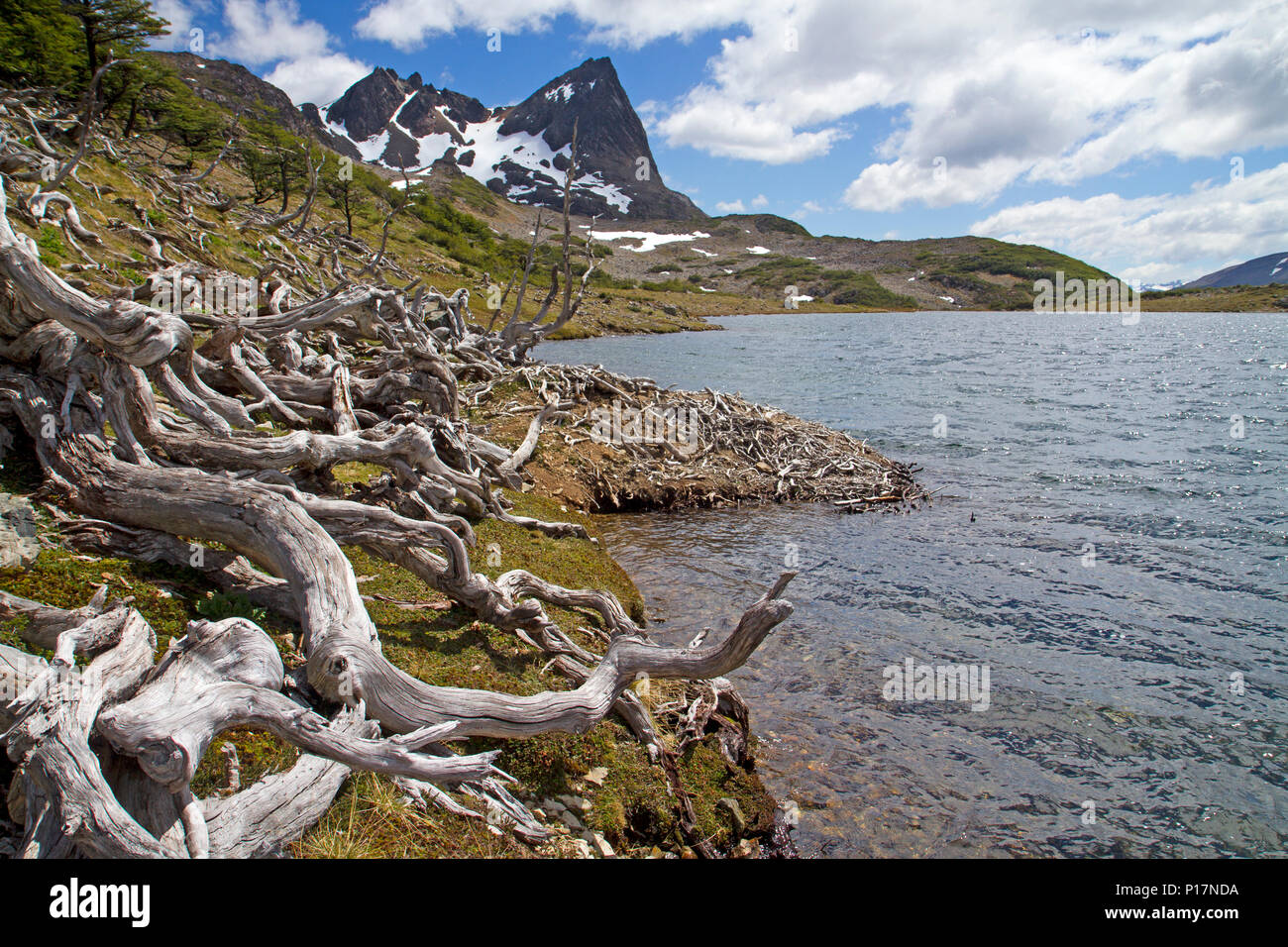 Biber - beschädigte Bäume auf Laguna Hermosa, entlang der Dientes Stromkreis Stockfoto