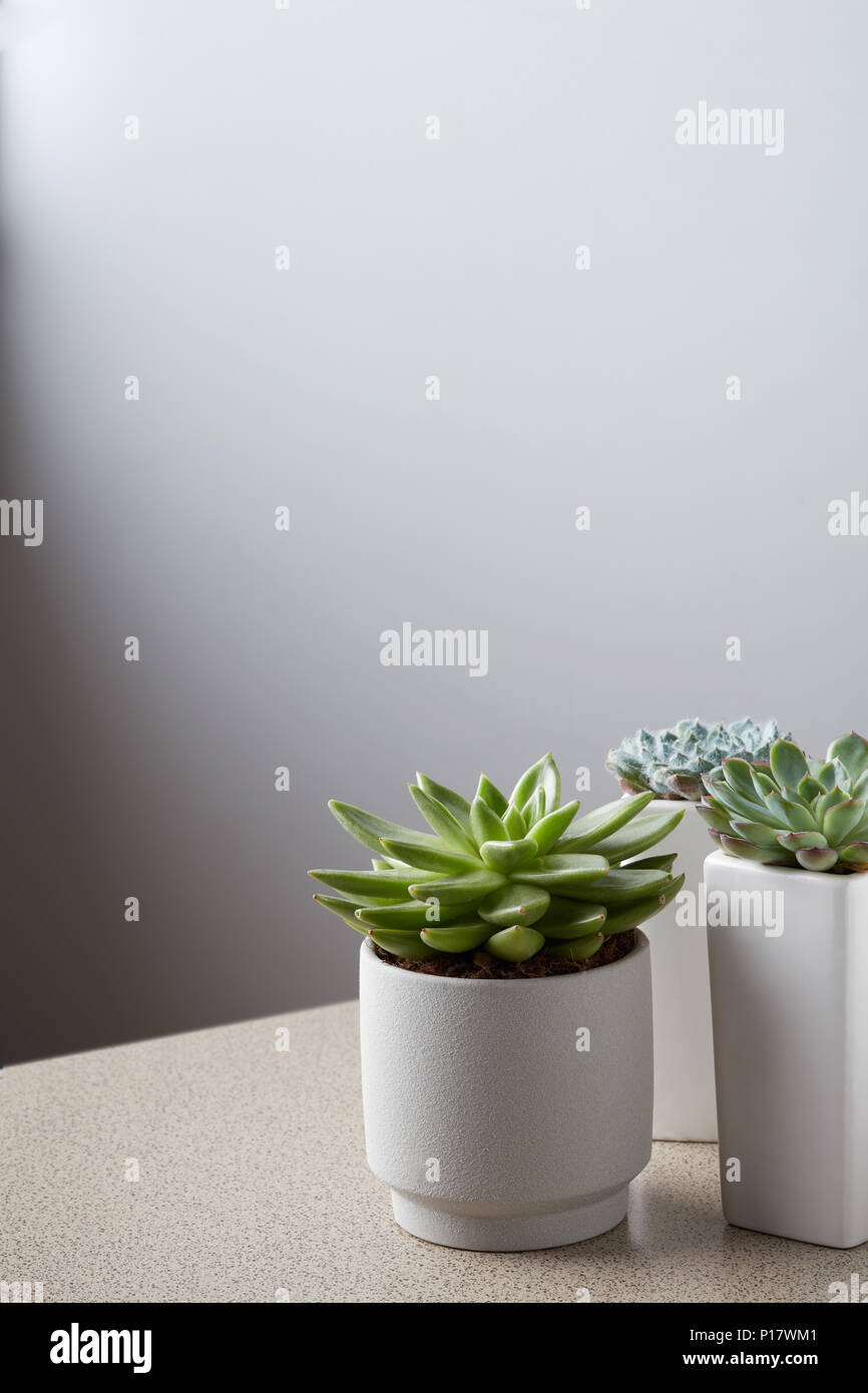 Kleine Pflanze mit weißen Topf auf steinernen Tisch gegen neutrale Wand Hintergrund Stockfoto