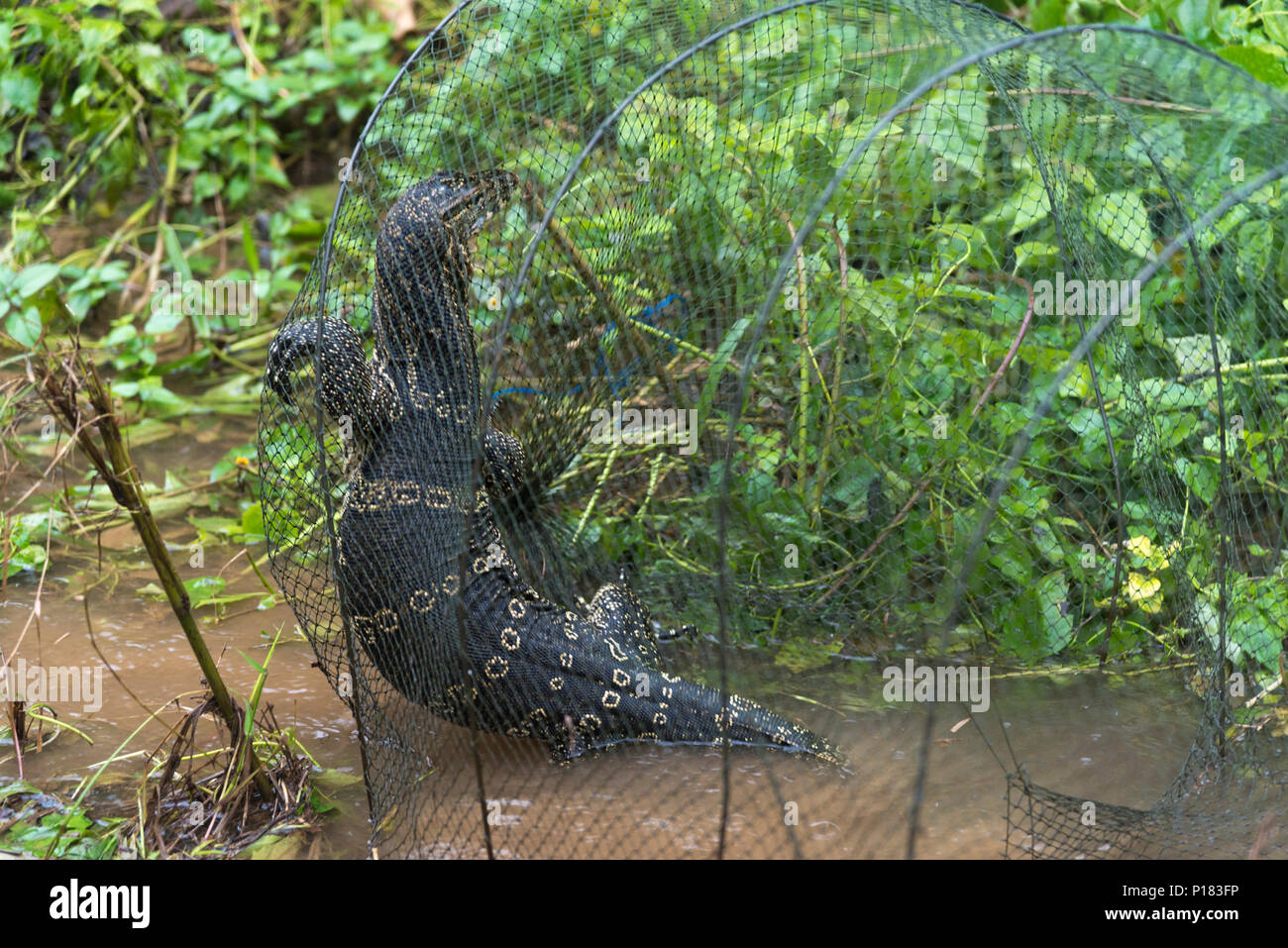 Varanus Salvator, Wasser-monitor Stockfoto