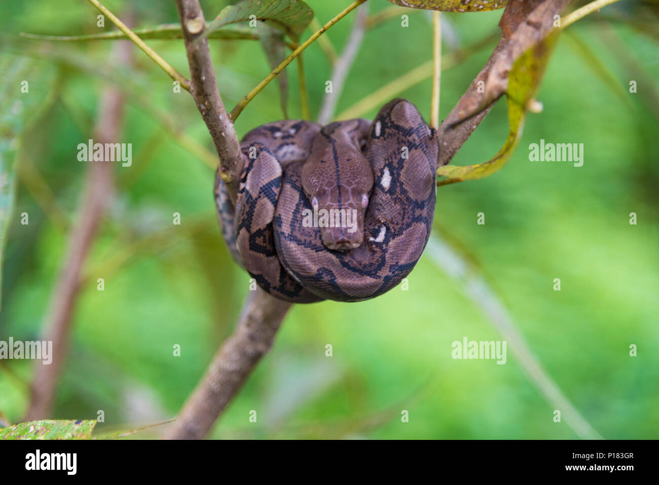 Python bivittatus Stockfoto