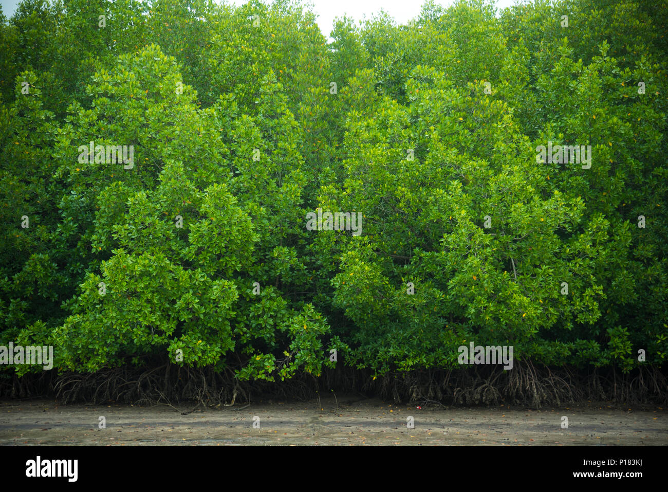 Ökologisches system tropischer Mangrovenwald in Thailand Stockfoto
