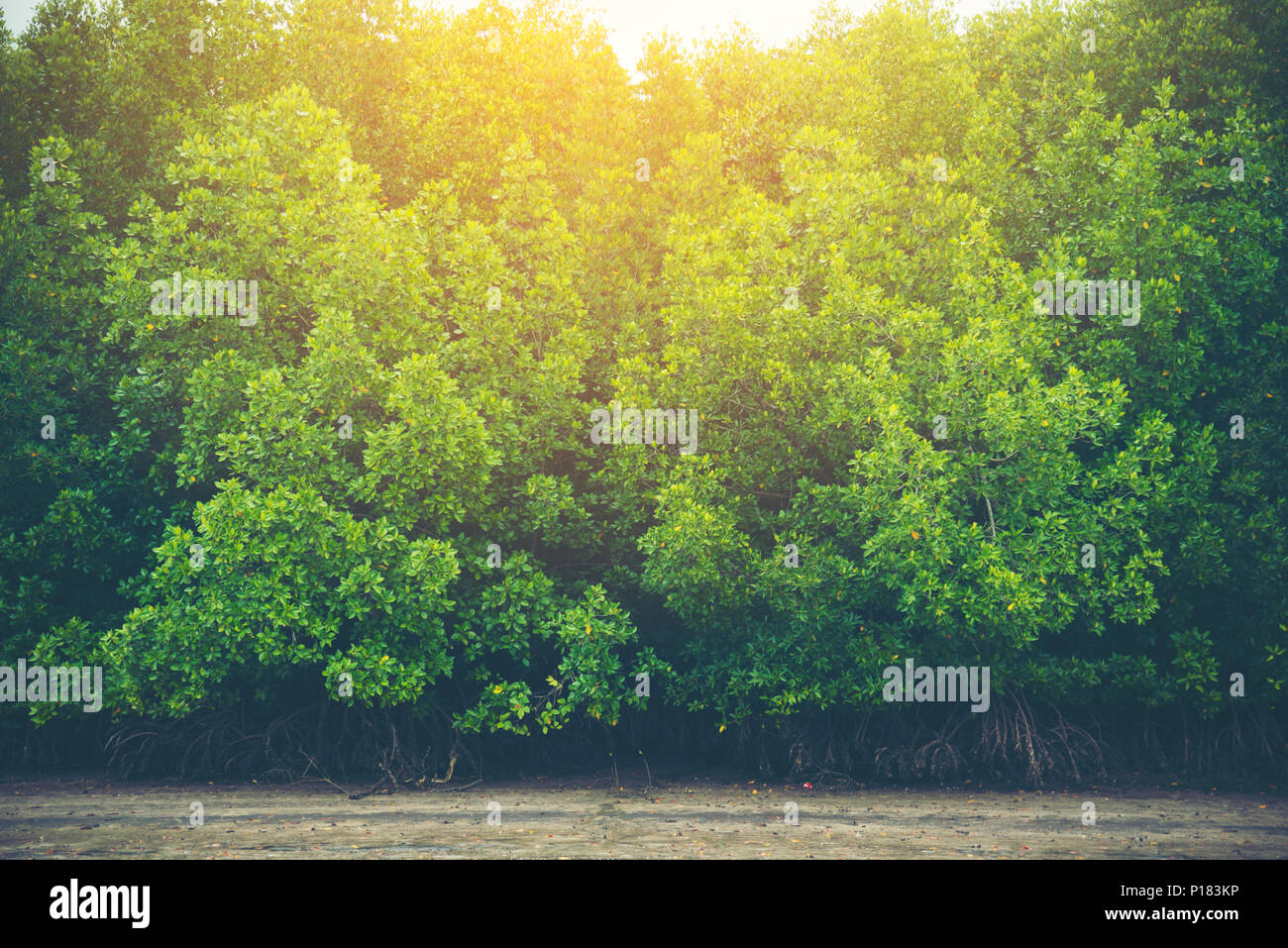 Ökologisches system tropischer Mangrovenwald in Thailand Stockfoto