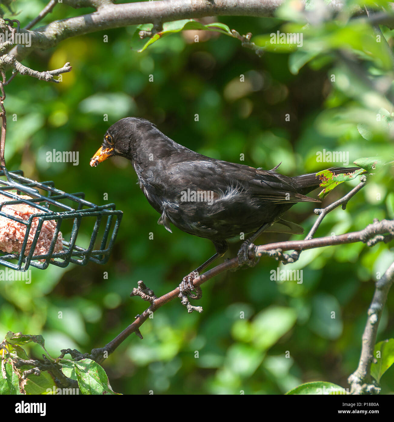 Eine erwachsene männliche Amsel Hocken auf einem Zweig in einem Apfelbaum Fütterung auf Talg in einem Futterhaus in einem Garten in Alsager Cheshire England United Kingdom Stockfoto