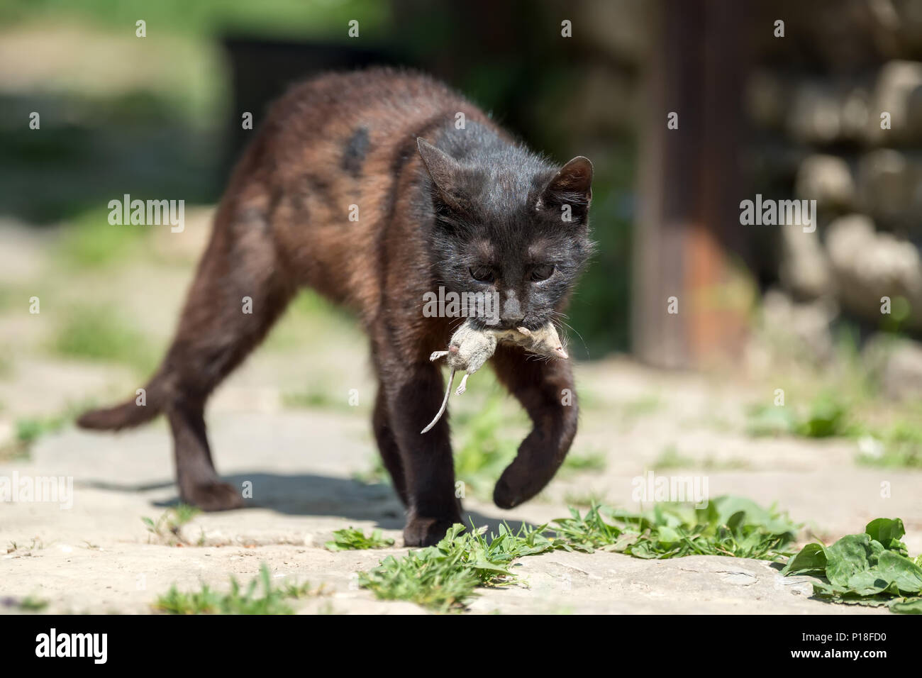 Dark Cat spielt mit einem toten Maulwurf Stockfoto