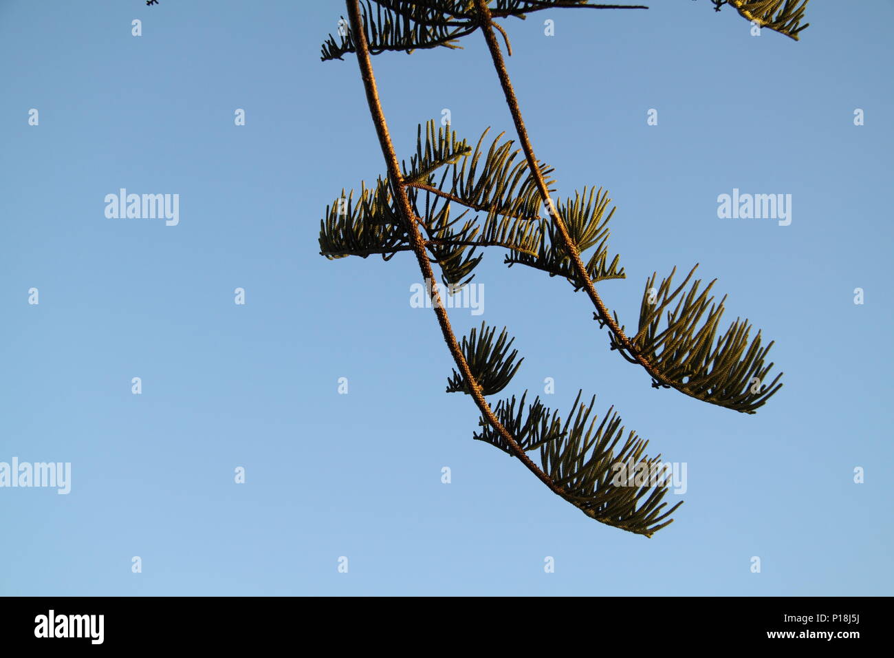 Zweige der Norfolk Insel Kiefer (Araucaria araucana) Stockfoto