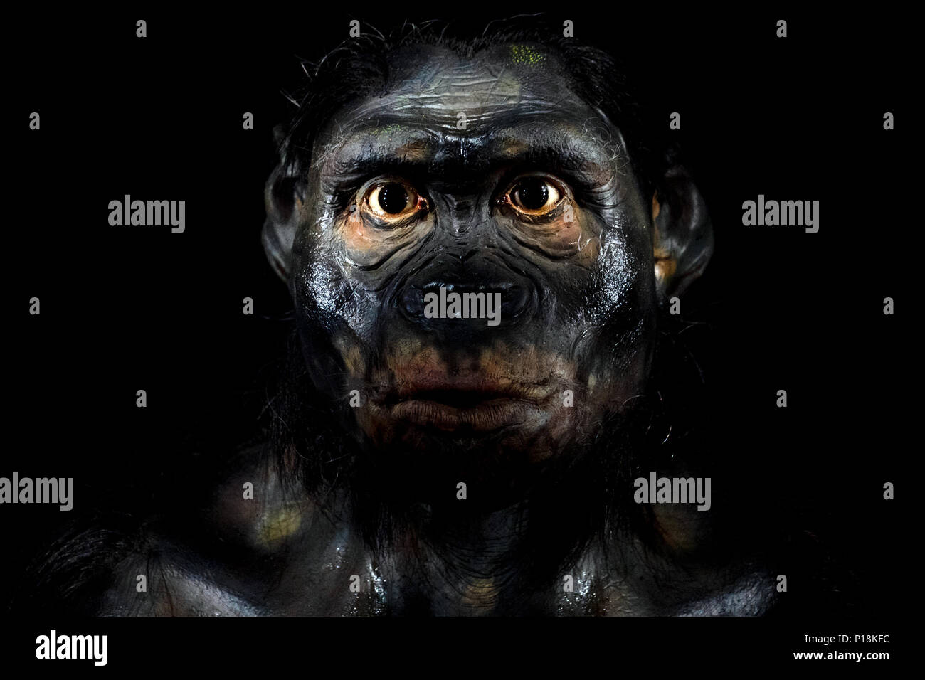 Der neandertaler Gesicht isoliert auf Schwarz Stockfoto