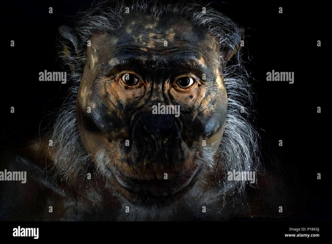 Der primitive Mensch Affe Gesicht isoliert auf Schwarz Stockfoto