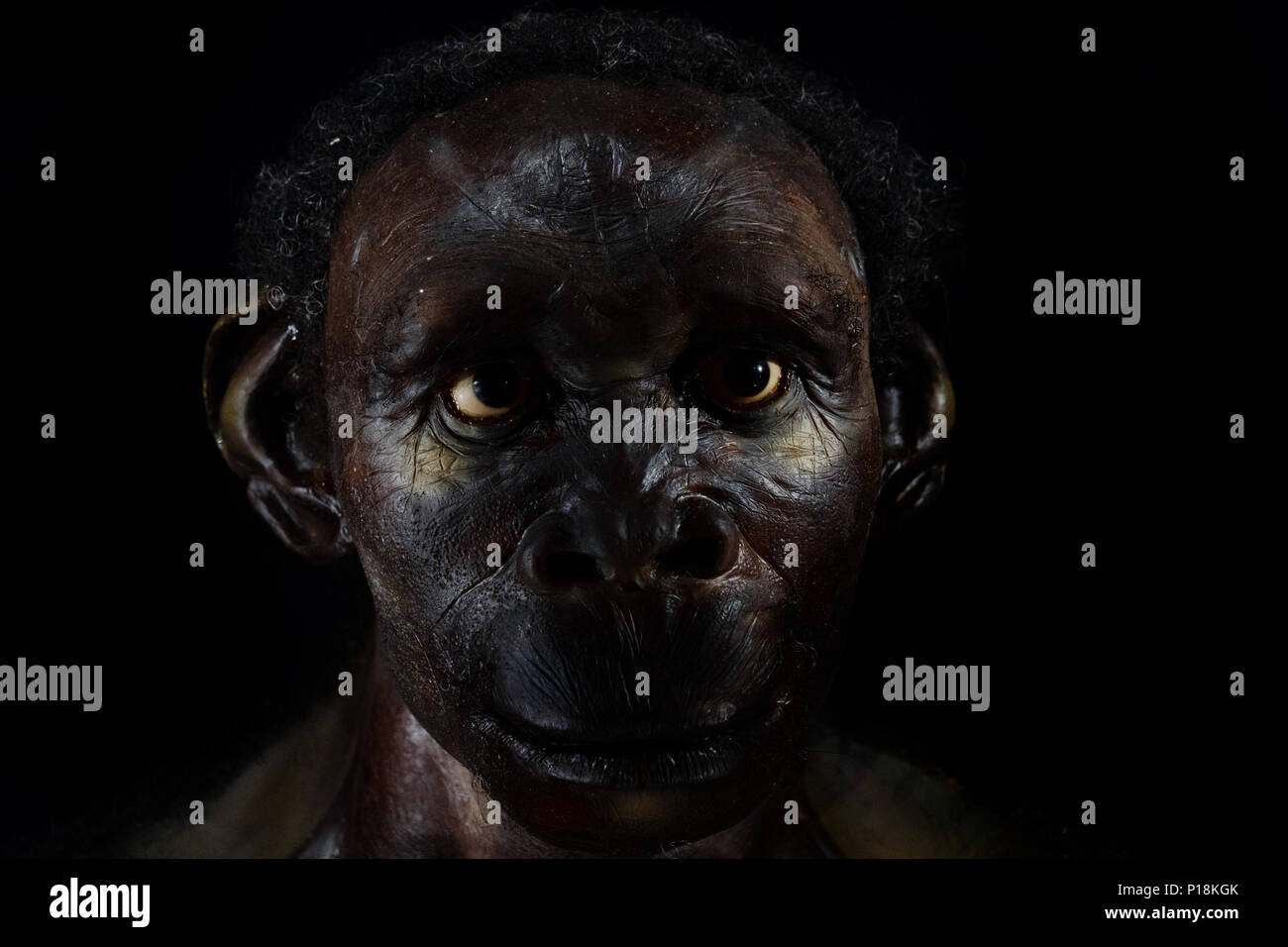 Der neandertaler Gesicht isoliert auf Schwarz Stockfoto