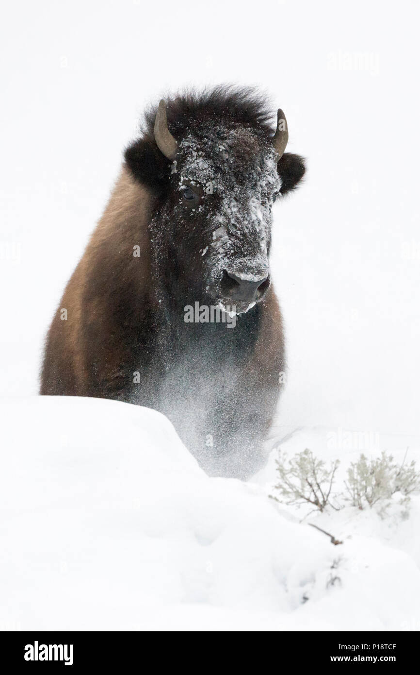 Bison/Amerikanischer Bison (Bison bison) im Winter, Durchbrechen einen kleinen Hügel der tiefen weichen Schnee, frontal geschossen, Yellowstone Nationa Stockfoto