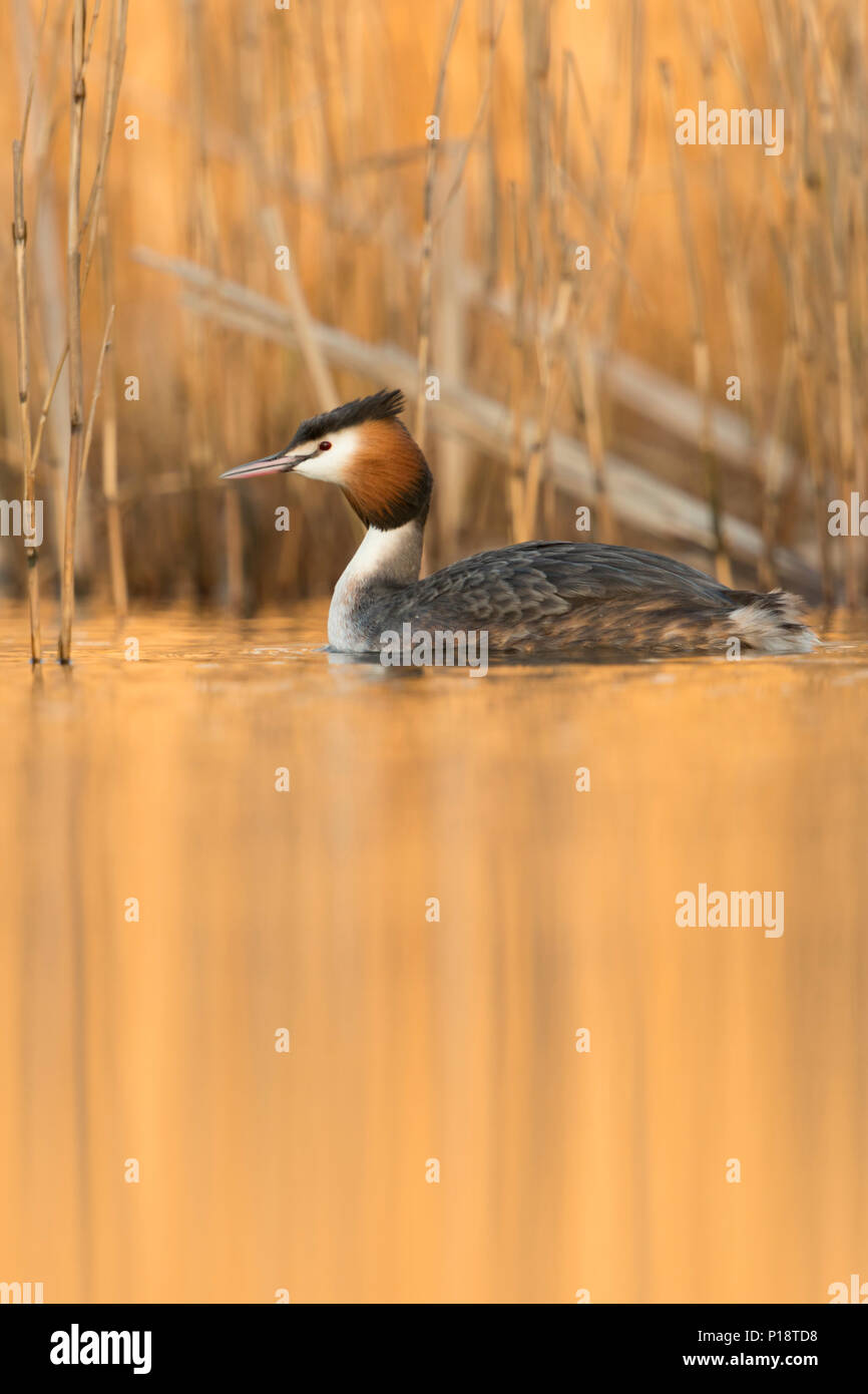 Haubentaucher/Haubentaucher (Podiceps cristatus) Schwimmen vor Schilf, im letzten Tageslicht spiegelt von der Rückseite auf ruhigem Wasser, warmes Orange Stockfoto
