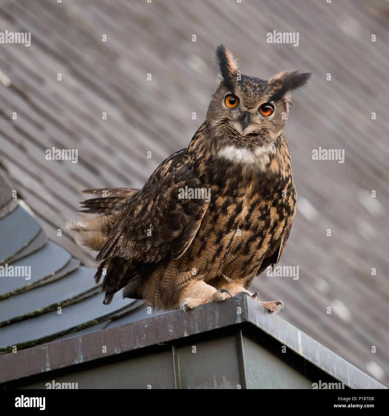 Uhu/Europäischer Uhu (Bubo bubo) erwachsenen Mann, sitzend, thront, umwerben auf einem Dach, alte Kirche, neugierig, sieht lustig, wildli Stockfoto
