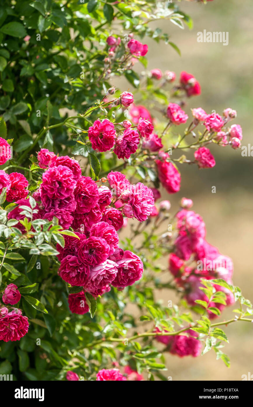 Climbing Roses Garten Blumen, schöne klettern Lila Rosa 'Excelsa' Werk Stockfoto