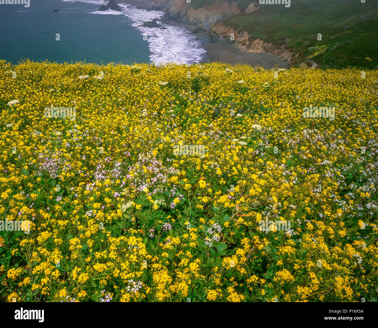 Küstennebel, Wilder Senf, Sinapis arvensis, Rodeo Beach, Golden Gate National Recreation Area, Marin County, Kalifornien Stockfoto