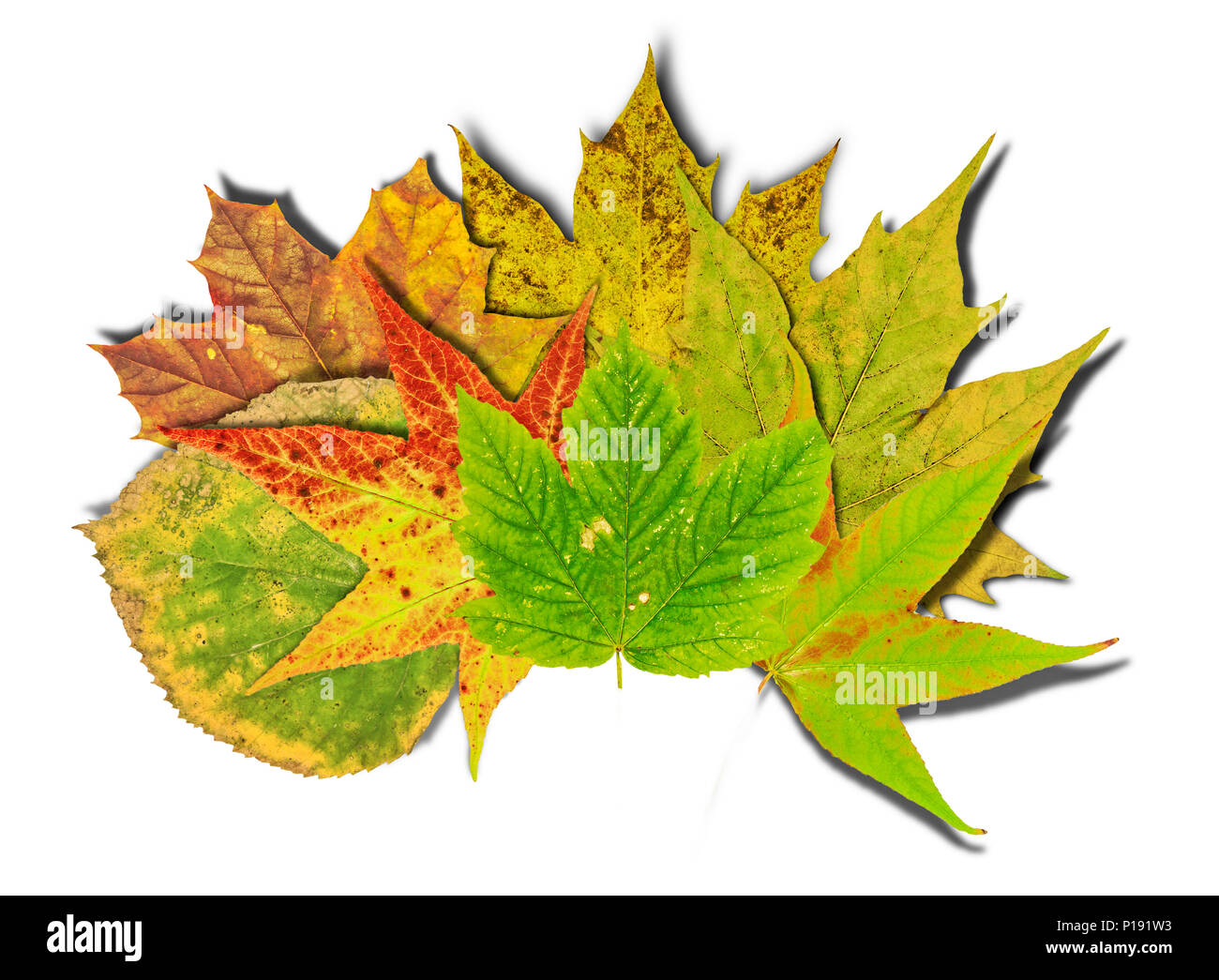 Herbst Hintergrund mit farbigen Blätter auf alten hölzernen Board Stockfoto