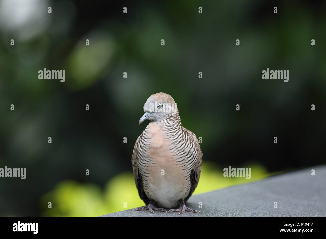 Porträt einer gefleckten Taube (Spilopelia chinensis), Singapur. Stockfoto