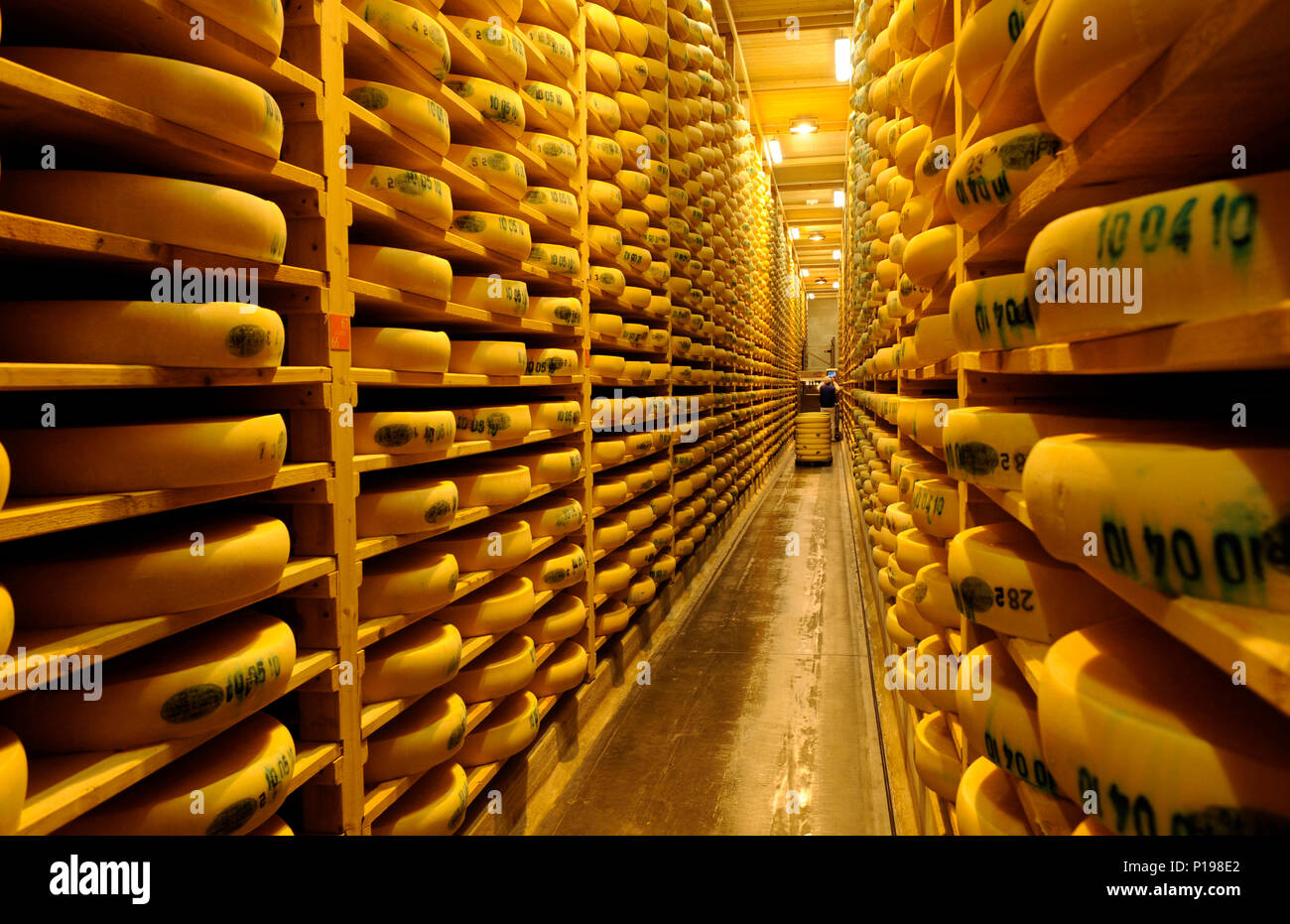 Juraflore Comte Käse. Reifungskeller von Fort des Rousses im Jura (nord-östlichen Frankreich) Stockfoto