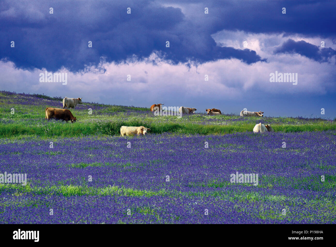Glückliche Kühe mitten in einem grünen Feld mit lila Blumen bedeckt Stockfoto