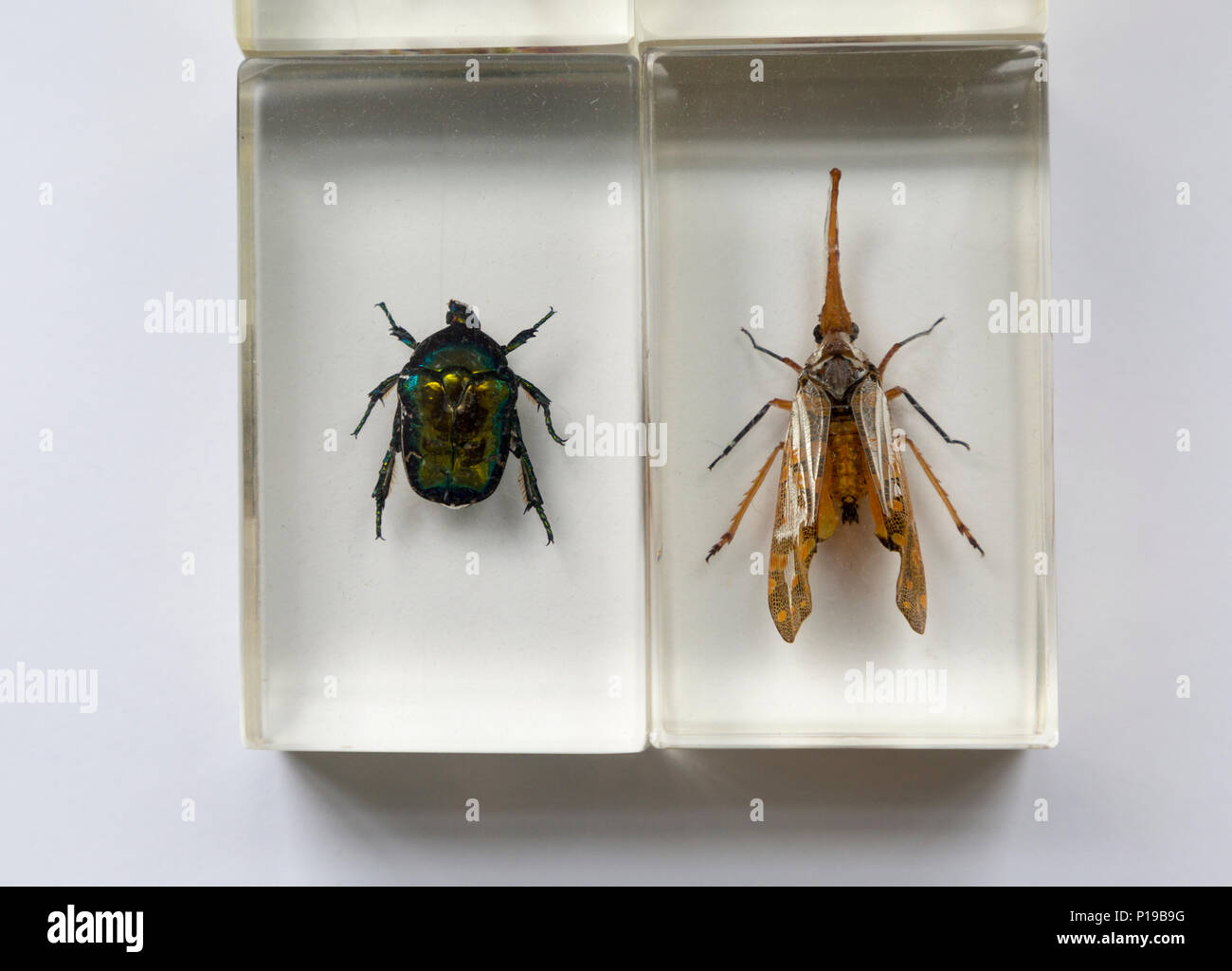 Nahaufnahme von exotischen Insekten in klares Harz Blöcke Stockfoto