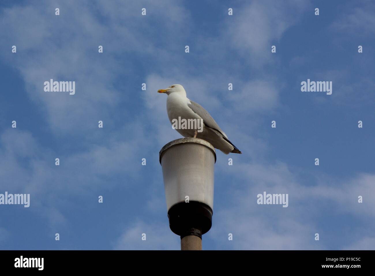 Eine Möwe thront auf einem Mast auf Teignmouth Beachfront Stockfoto