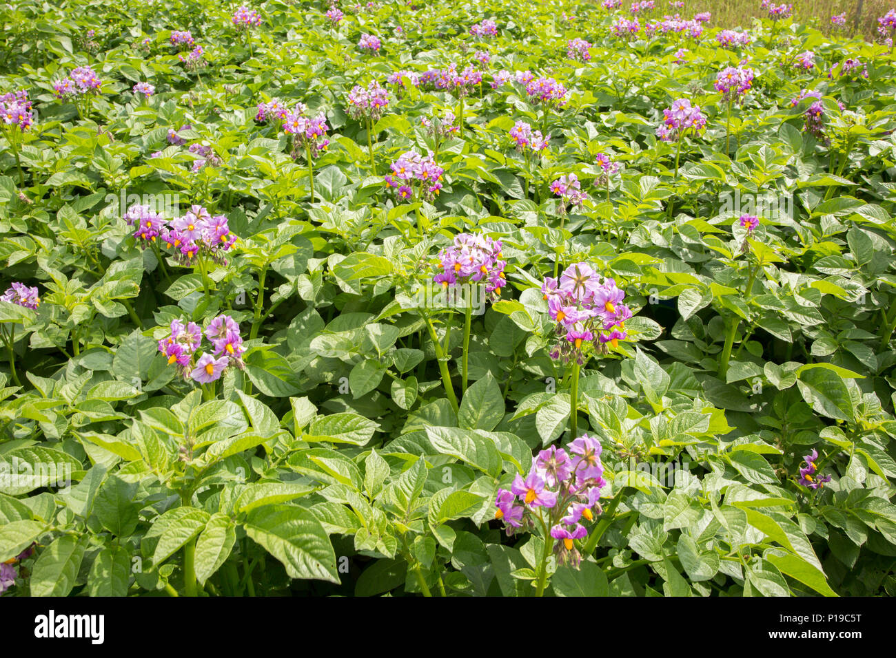 Kartoffeln Blüte wachsenden Sommer Kleingärten, Shottisham, Suffolk, England, Großbritannien Stockfoto