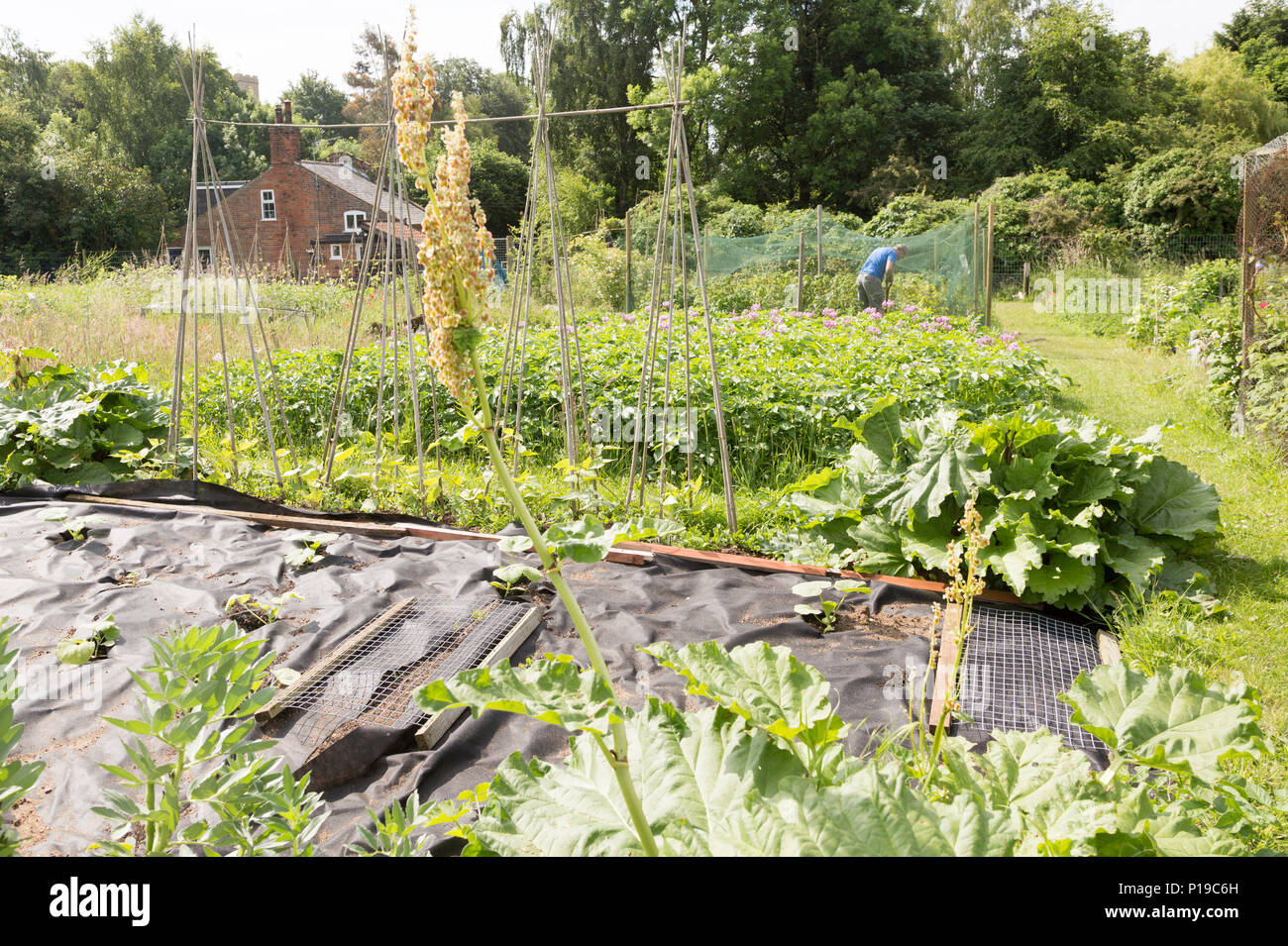 Gemüseanbau Sommer Kleingärten, Shottisham, Suffolk, England, Großbritannien Stockfoto