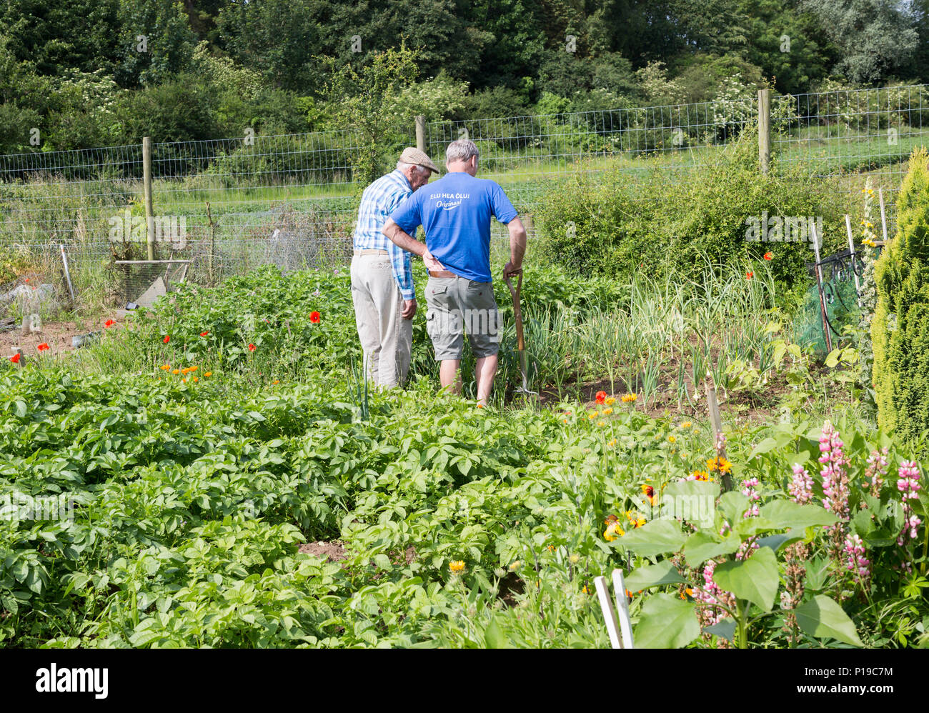 Gemüseanbau Sommer Kleingärten, Shottisham, Suffolk, England, Großbritannien Stockfoto