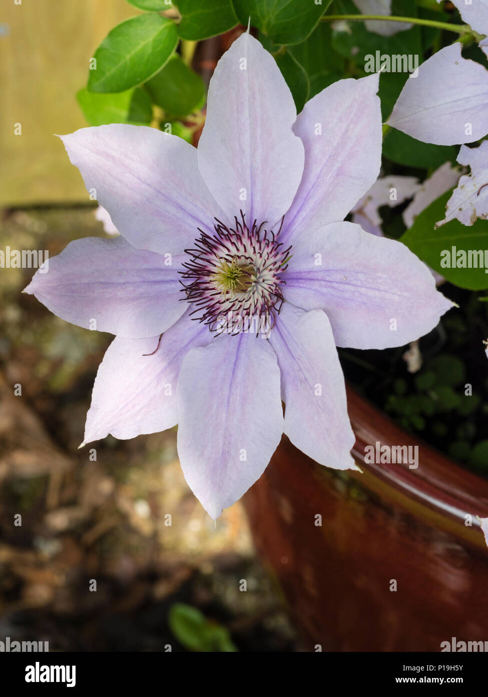 Single flowerof im Sommer blühenden Hardy woody Kletterer, Clematis 'Bernadine" (Boulevard Typ) Stockfoto