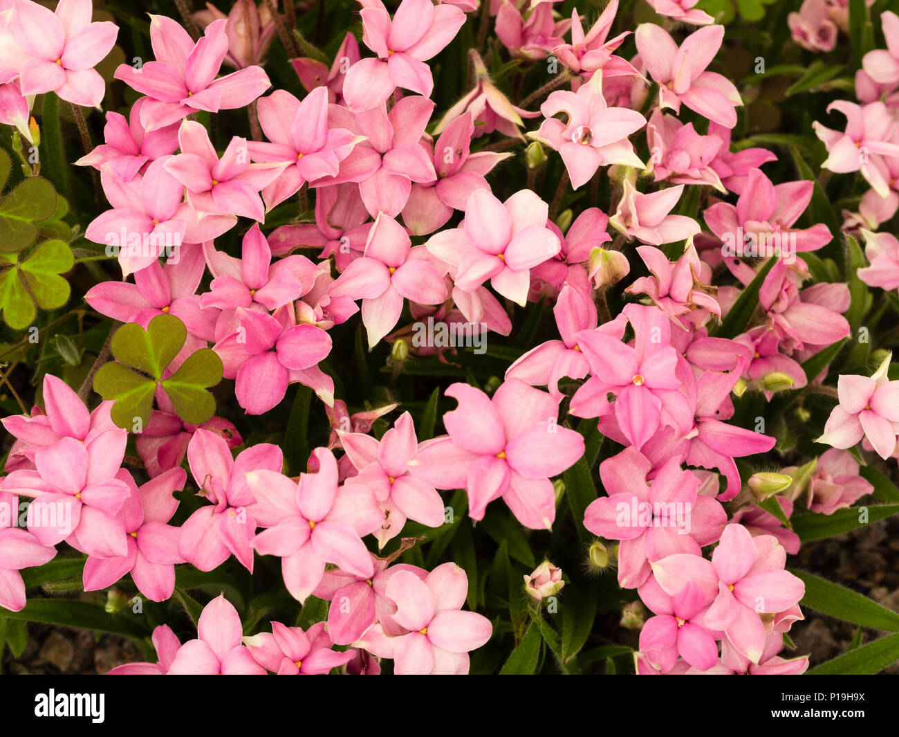 Rosa Blüten der frühen Sommer blühenden Steingarten Birne, Rhodohypoxis baurii Stockfoto
