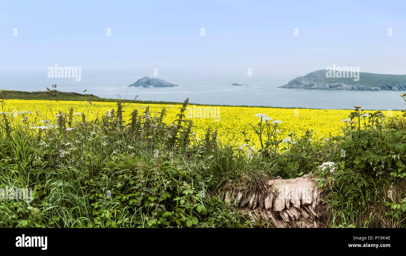 Einen Panoramablick auf ein Feld von wilden Senf Sinapis arvensis mit Blick auf das Meer an der West Pentire in Newquay in Cornwall. Stockfoto