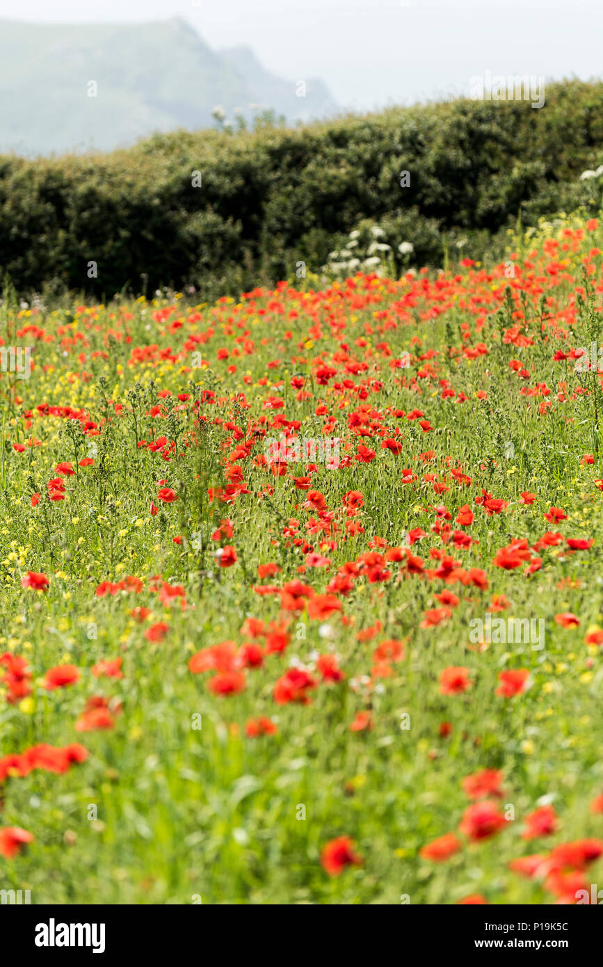 Mohn Papaver rhoeas wachsen in einem Feld an der Ackerflächen Projekt auf West pentire in Newquay in Cornwall. Stockfoto